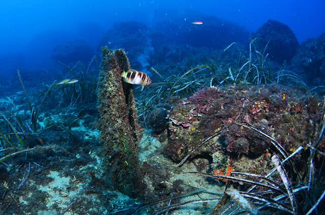 Observadores voluntarios, cruciales en la recuperación de la nacra