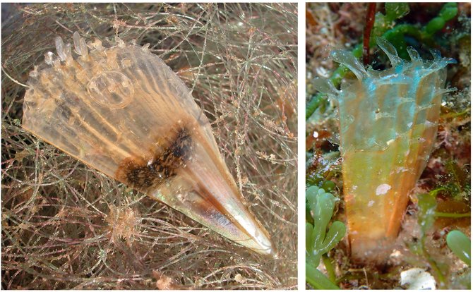 Investigadores analizan el potencial de recuperación de la nacra