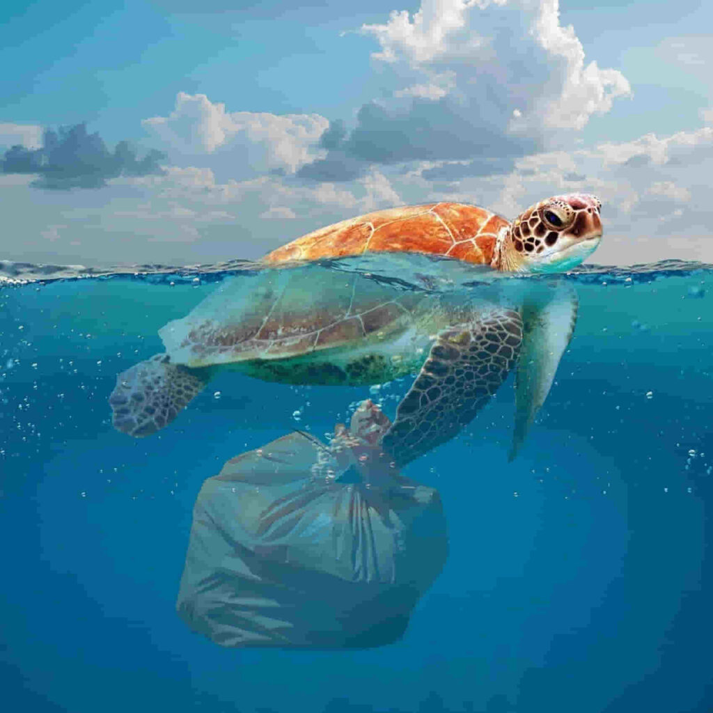 Tres kilos de plásticos por cada kilómetro cuadrado de Mar Balear