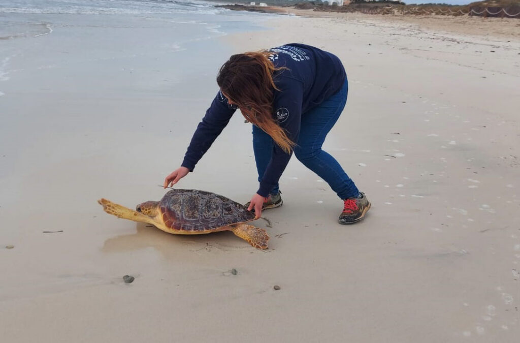 Un tercio de las tortugas rescatadas estaban malladas por plásticos