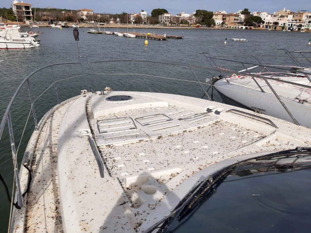 El CN Portocolom limpiará las embarcaciones afectadas por los excrementos de aves