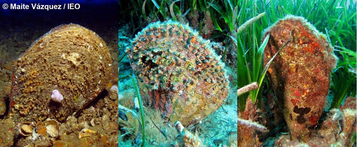 La hibridación abre una esperanza para la nacra en el Mediterráneo