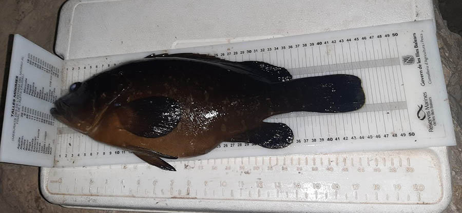 Impuestas cuatro sanciones graves por pescar en reservas marinas