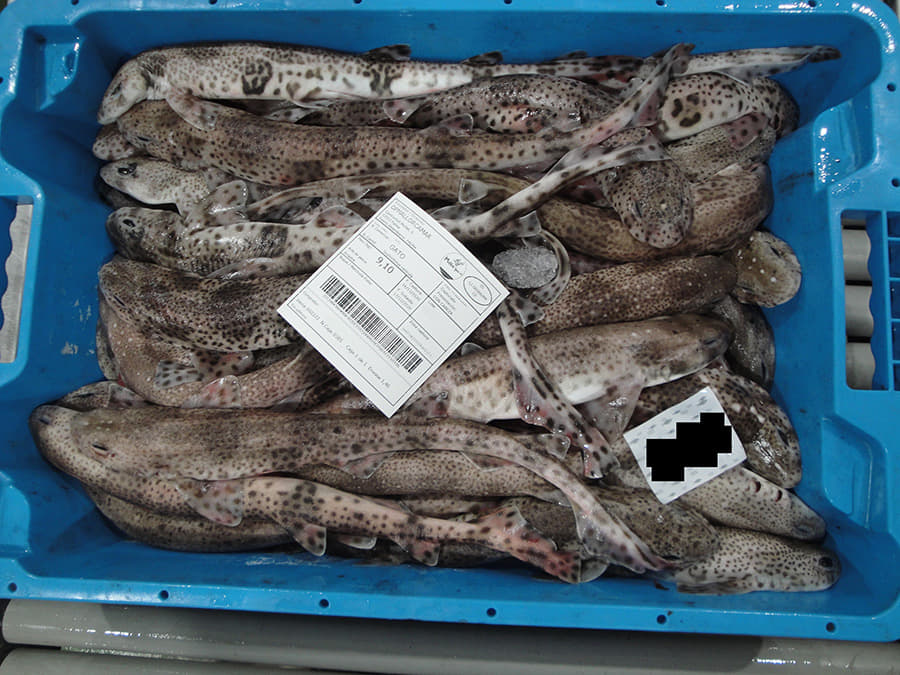 Un estudio contará los tiburones y rayas que pasan por la lonja