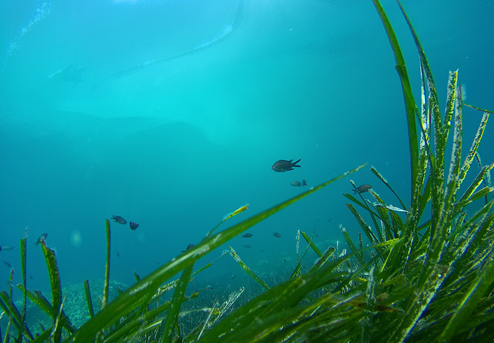 Medio Ambiente retoma la Red de Monitorización de Posidonia