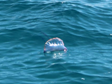 Alertan de la llegada de carabelas portuguesas a aguas de Baleares