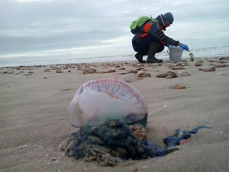 La temperatura del Mediterráneo limita a la primavera la presencia de la carabela portuguesa