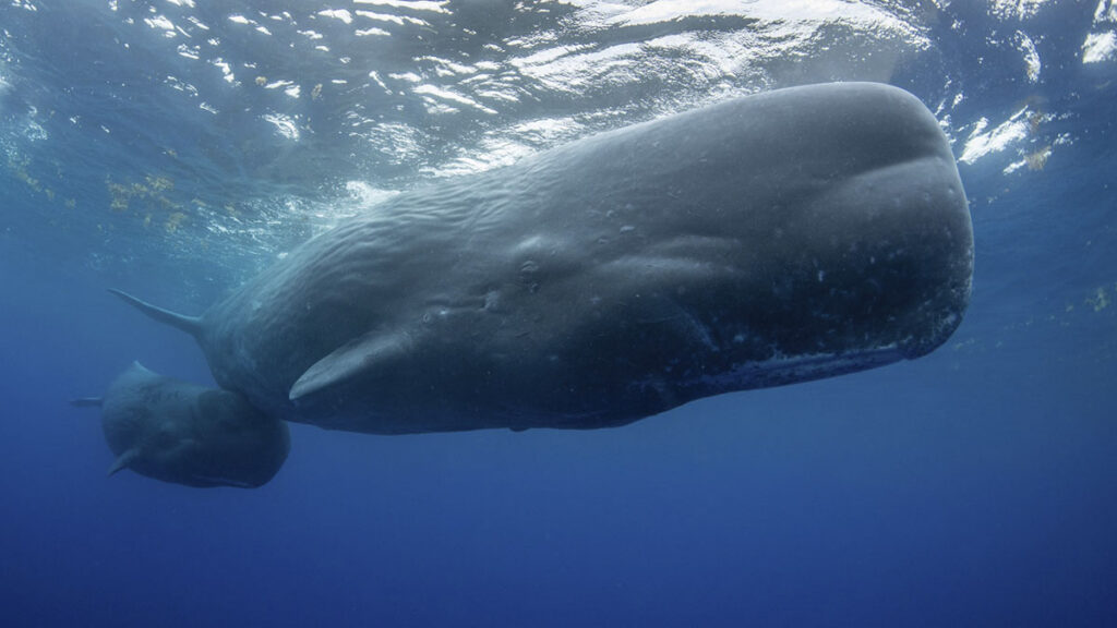 ‘Falsas reservas’: la pesca profesional está permitida en el 97% de las áreas protegidas de Baleares