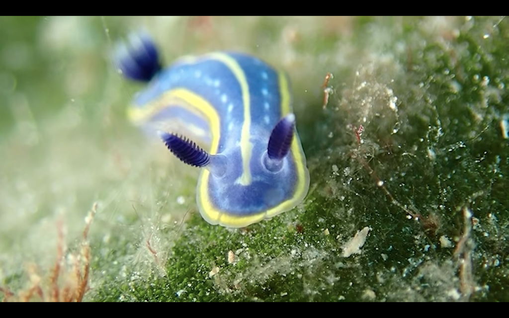 Criaturas diminutas del mar balear
