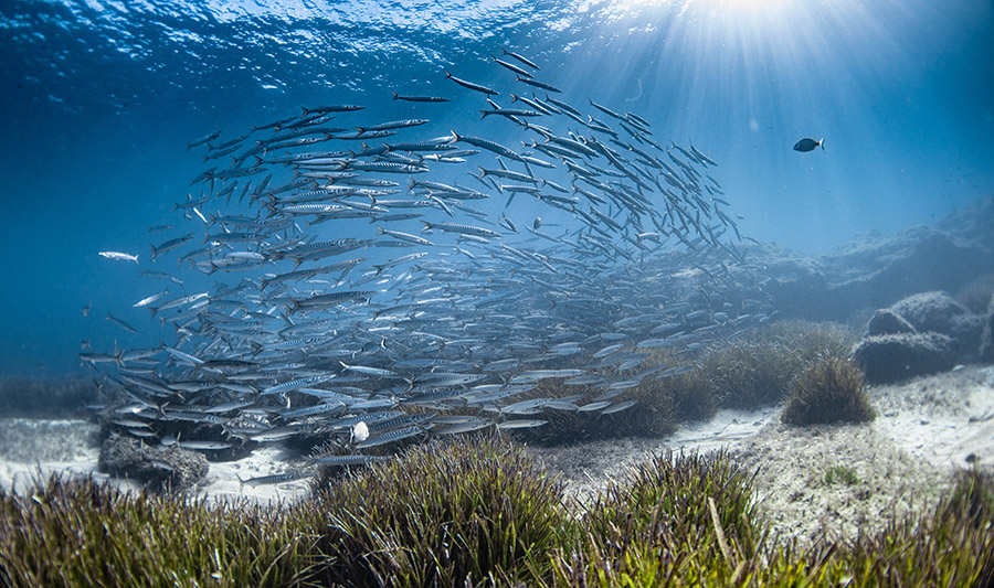 Es pronto para saber si el Covid ha impactado sobre el hábitat marino