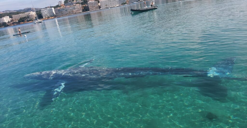 La triste historia de Wally, la ballena gris avistada en Mallorca