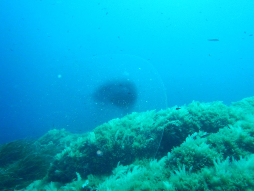 Científicos noruegos se interesan por las esferas de Dragonera