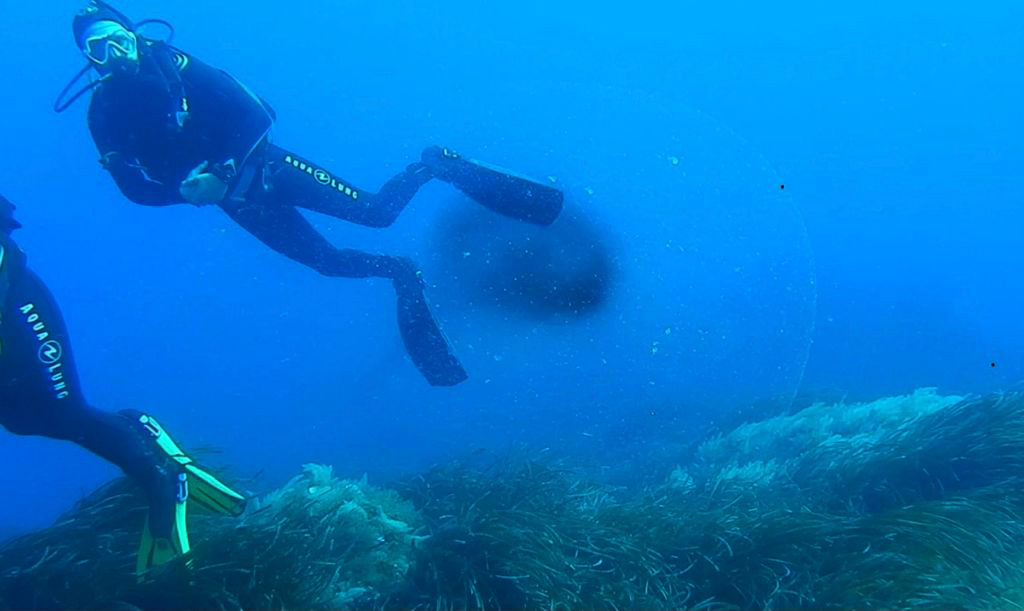 Una esfera “viva” en las profundidades de Dragonera