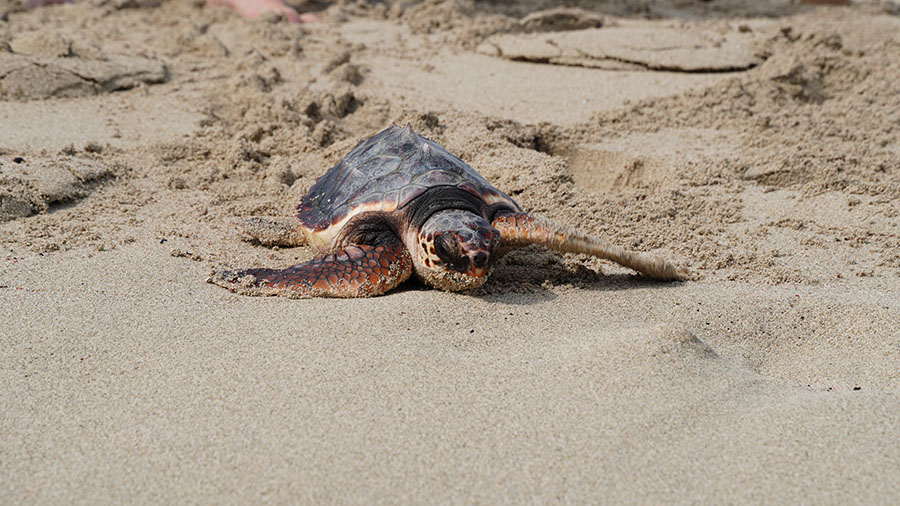Qué hacer si encontramos una tortuga marina en la playa