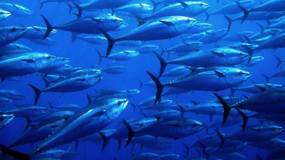 “No puede ser que haya inspectores a bordo y no se haga nada”