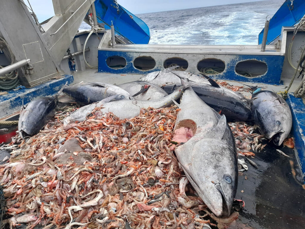 Baleares, cementerio abisal de los atunes rojos
