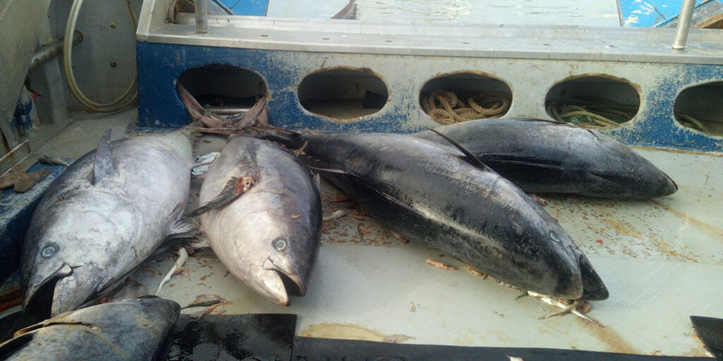 El Gobierno prohíbe temporalmente la pesca recreativa de atún rojo