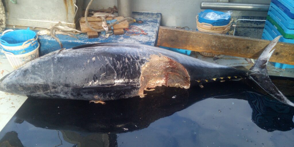 El mordisco quirúrgico del gran tiburón durmiente