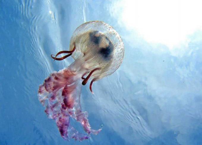 Qué hacer si nos pica una medusa, un pez araña o un erizo