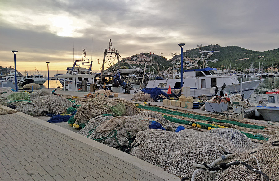 El Govern aprueba una veda de 60 días a la pesca del pulpo