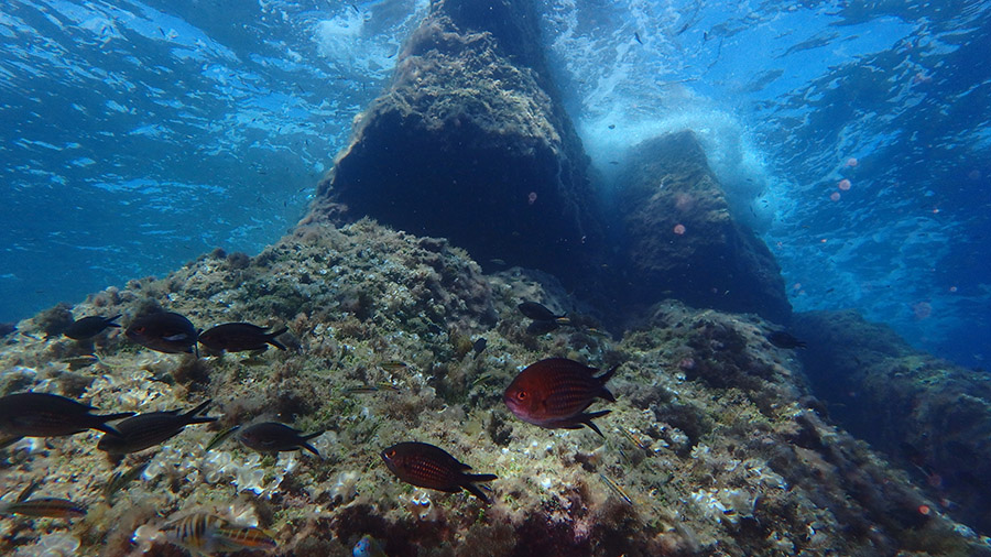 Las quejas de la pesca submarina llegan al Parlamento