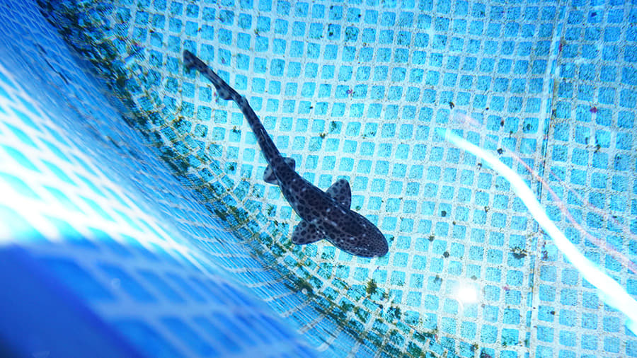 Tiburones criados en viveros para recuperar la especie