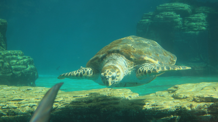 Tortugas marinas amenazadas por los metales pesados