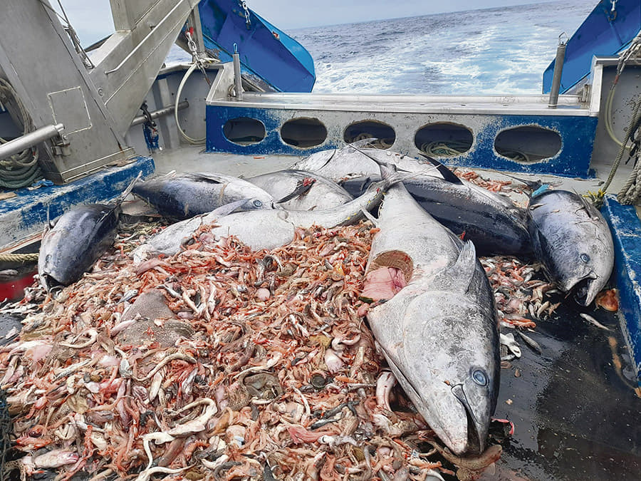 El ‘caso atunes’ exige una investigación