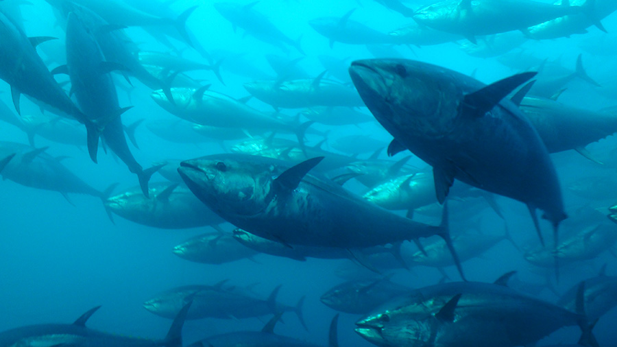 Los atunes rojos del Mediterráneo y el golfo de México están conectados