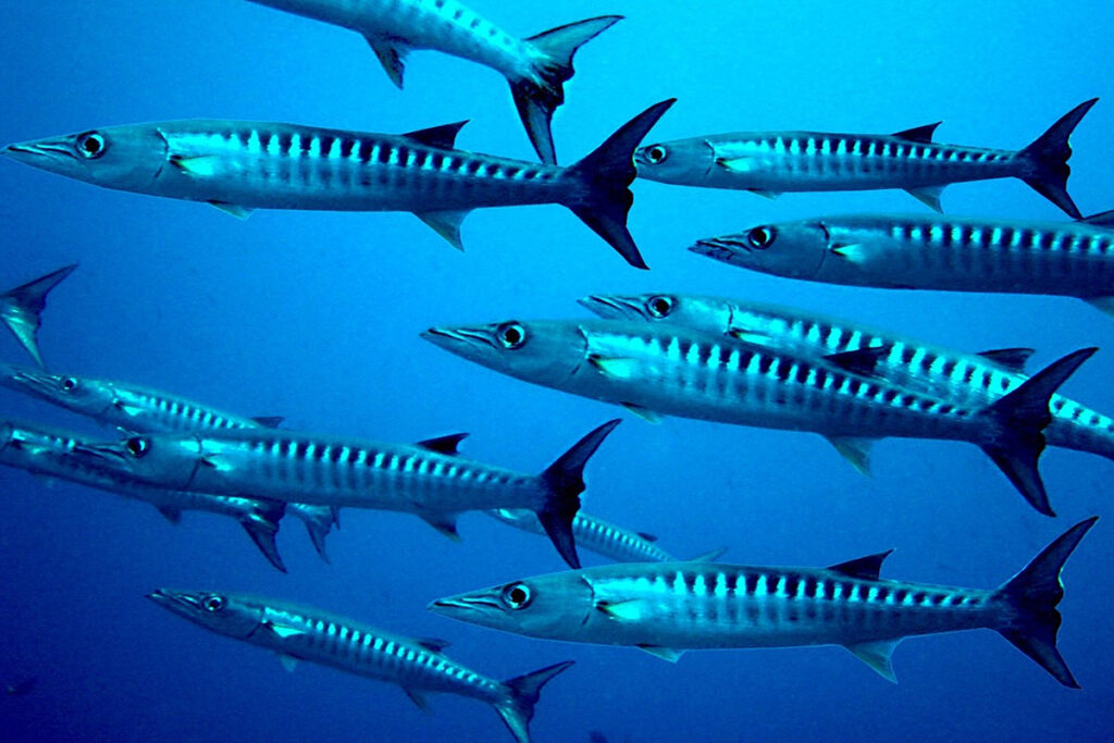 Reserva marina de Llevant ¿beneficio para la economía local o coto privado?