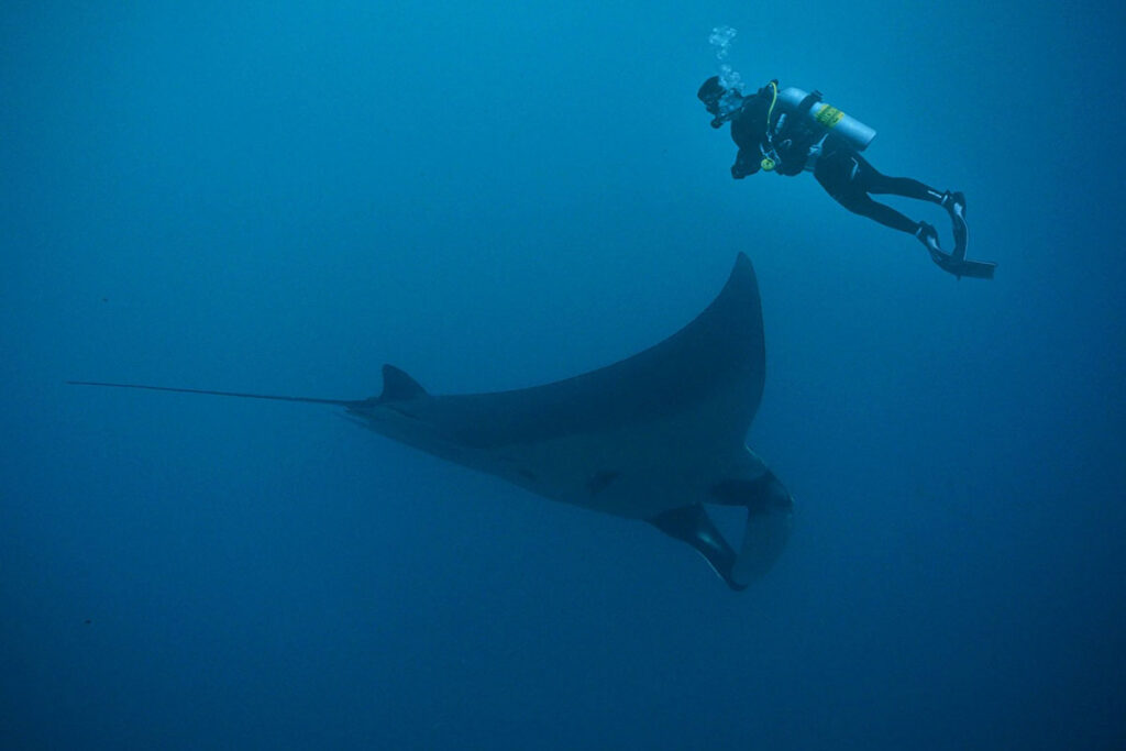 En busca de las mantas rayas de Baleares