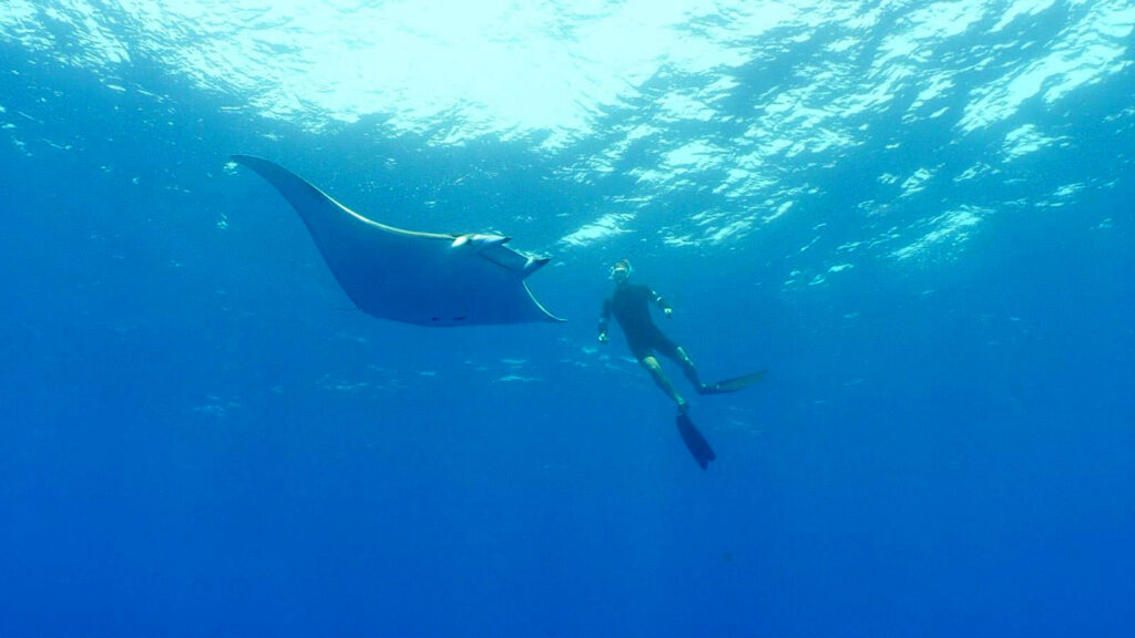 Encuentro con 20 mantas raya en aguas de Mallorca