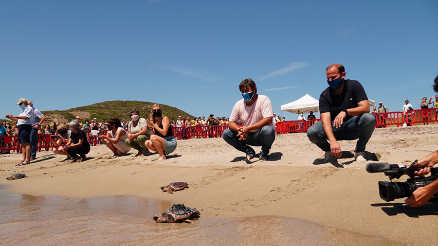 Regresan al mar las primeras tortugas nacidas en una playa de Baleares