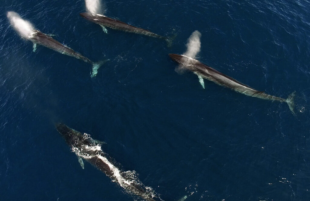 Día mundial de las ballenas: por allí resoplan los rorcuales