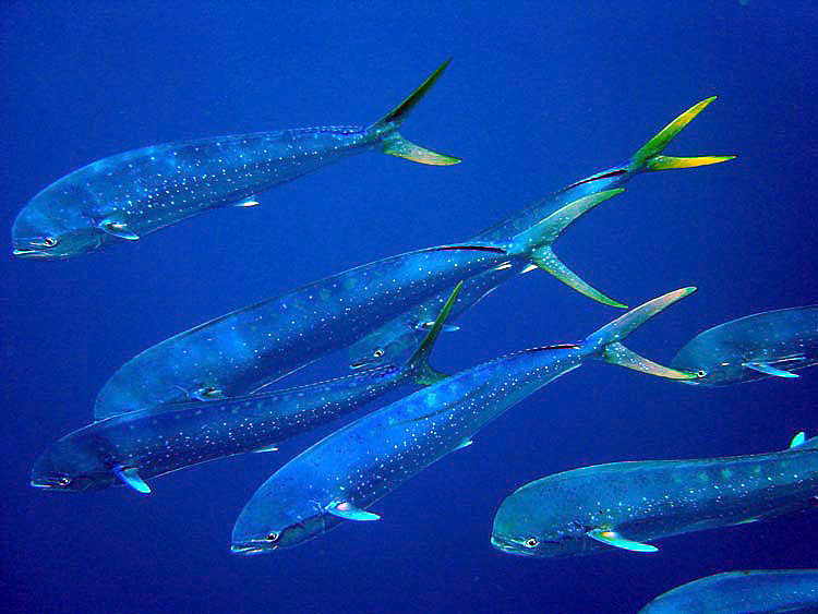 Llampuga mar y montaña: lista para saborear