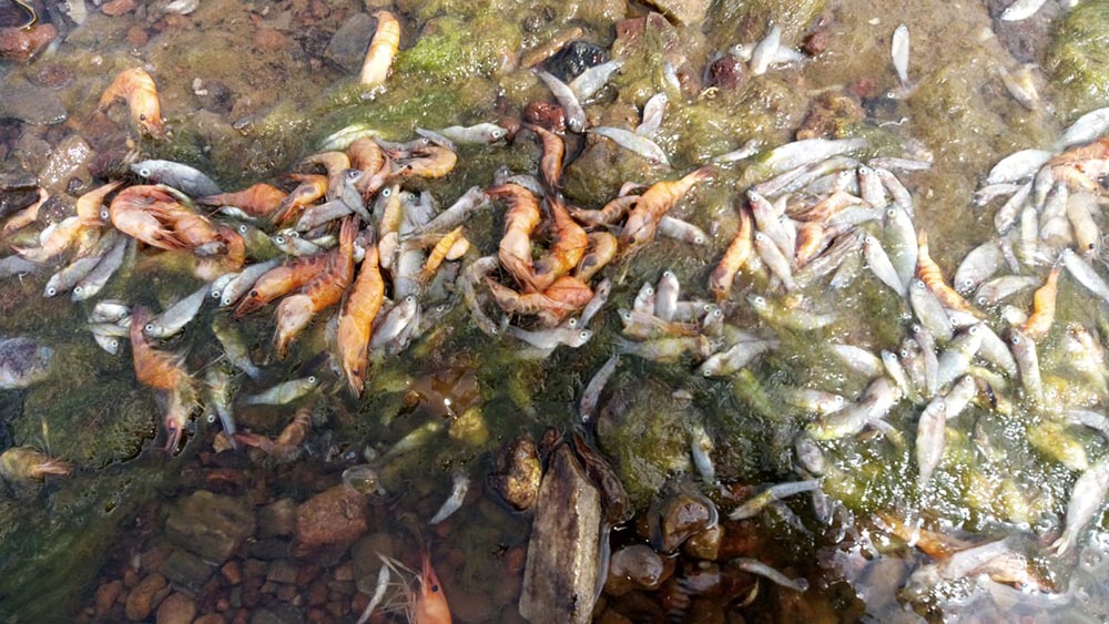 ¿Qué factores han provocado la muerte masiva en el Mar menor?