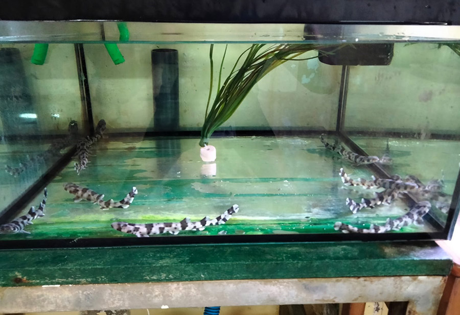 Nacen en Mallorca los primeros 15 alitanes en cautividad