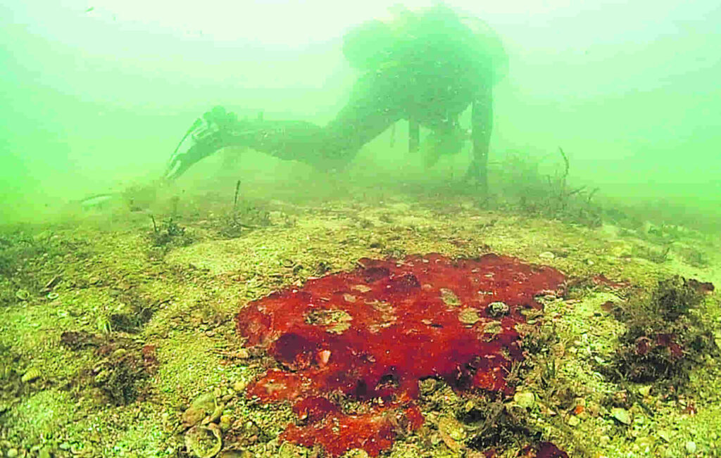 Décadas de dejadez política provocan el desastre ecológico de los vertidos