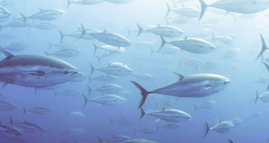 Oceanógráfico y SOCIB: 10 años de lucha por la conservación del atún rojo