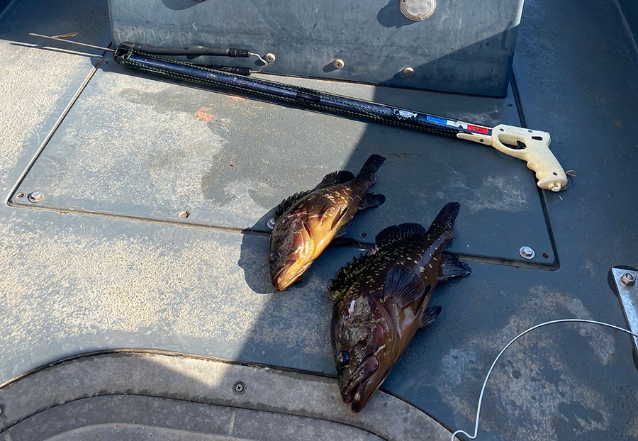 Denuncian capturas de meros por debajo de la talla