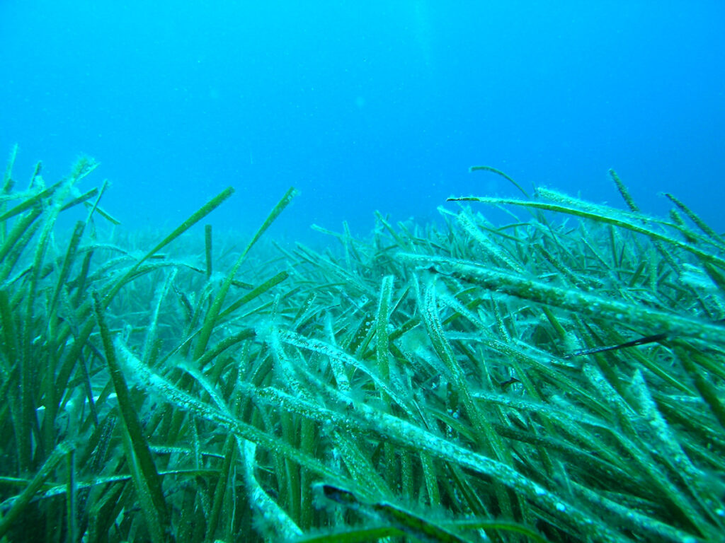 Subvenciones y posidonia