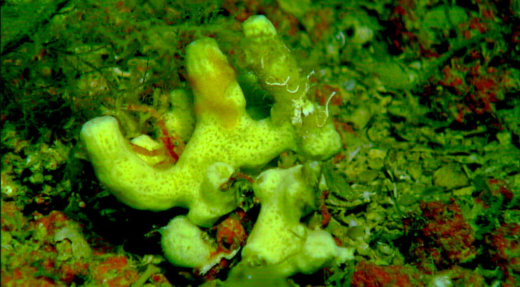 Descubiertas tres nuevas especies de esponja en el canal de Mallorca