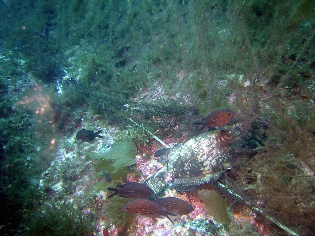 El Govern vuelve a mentir sobre la pesca submarina