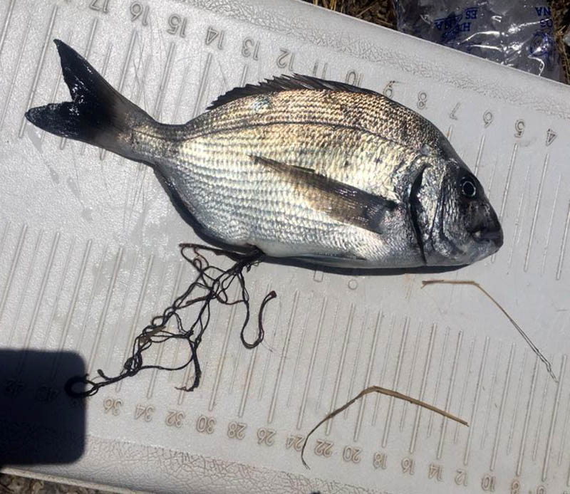 El pez que se tragó una red