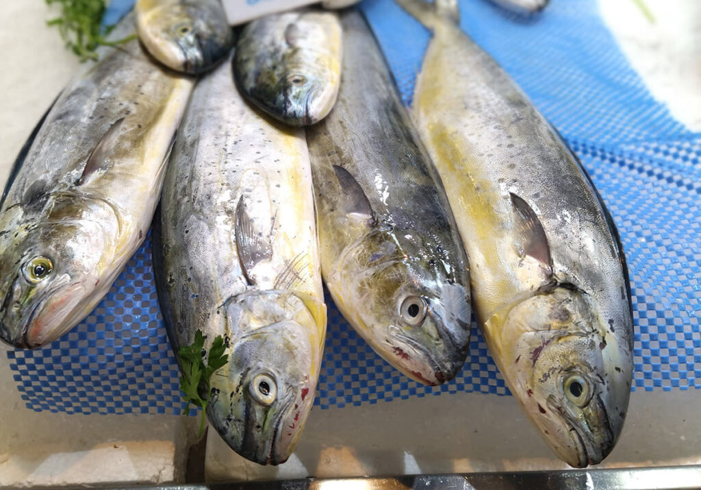 El cambio climático traerá llampugas más grandes