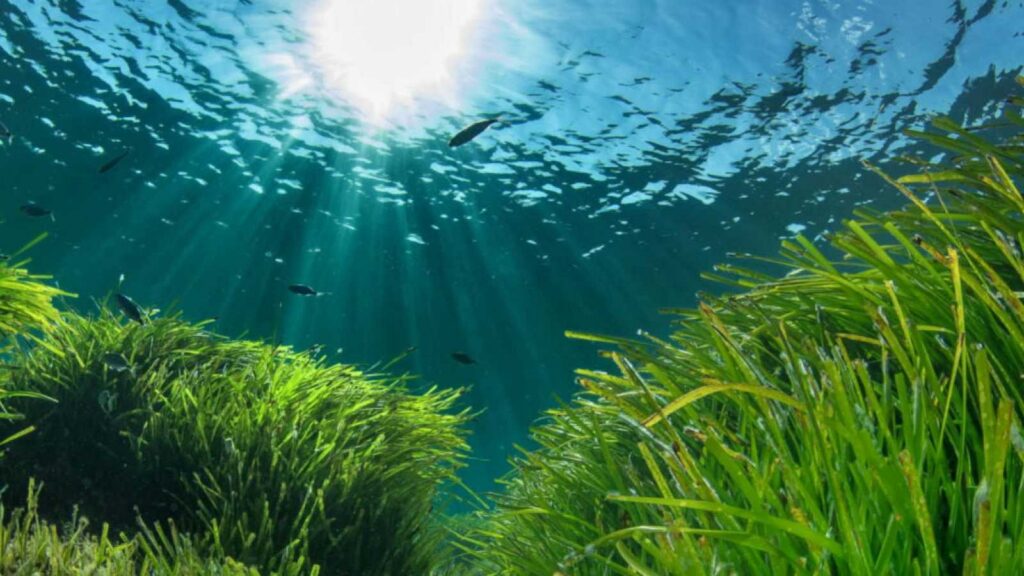 Hay vida más allá de la posidonia
