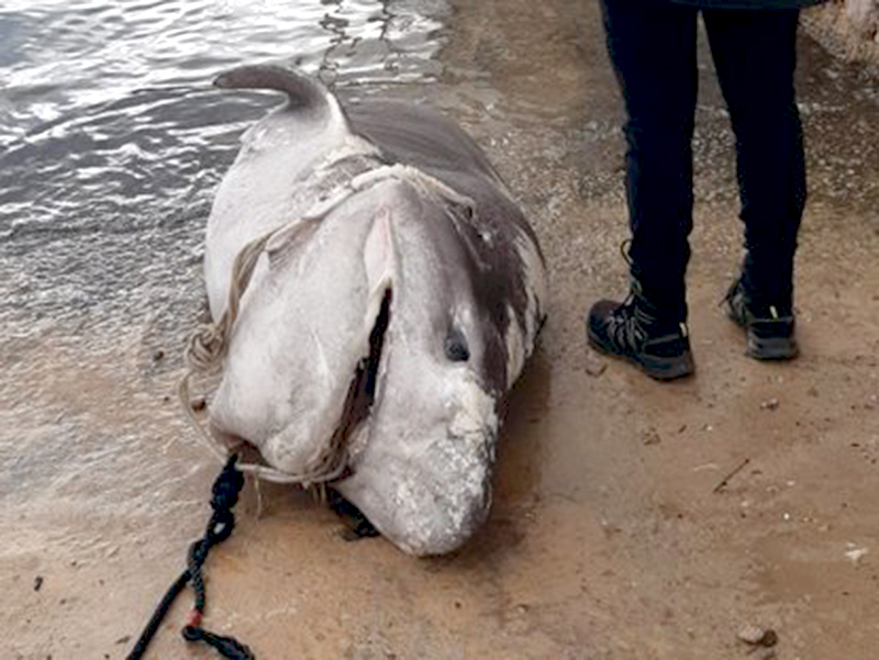 Aparece un tiburón muerto en el puerto de Ibiza