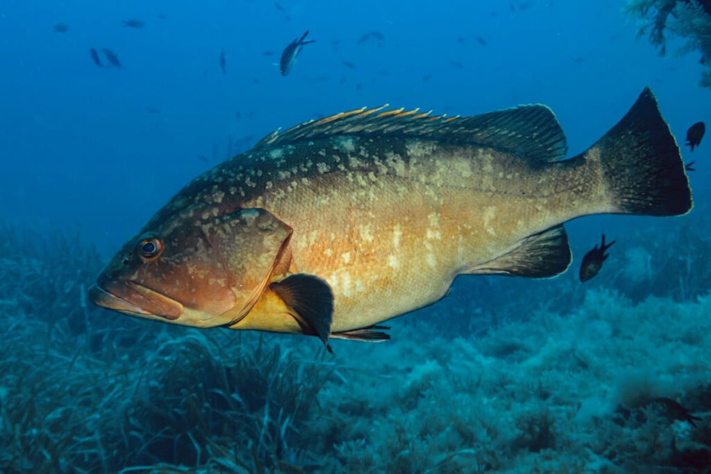 El mero será el primer centinela del Mar Balear