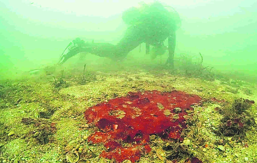 Comité de posidonia: cuando el sabio señala la luna, el necio mira el dedo