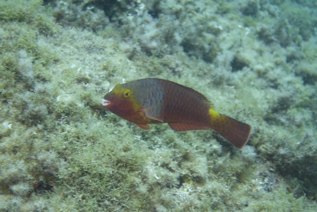 El calentamiento del mar trae peces raros a Baleares